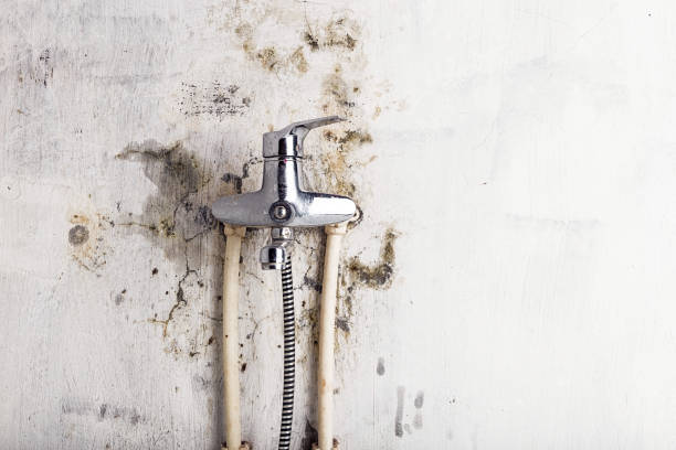Best Commercial Mold Removal  in Douglas, GA