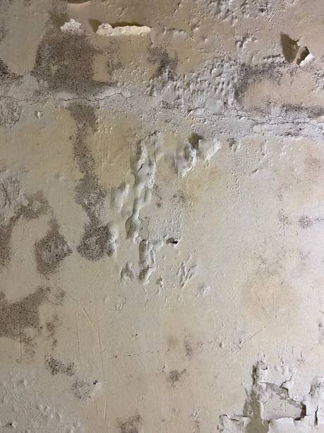 Mold Removal Process in Douglas, GA