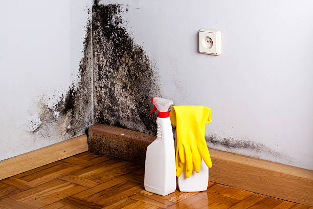 Mold Removal Process in Douglas, GA