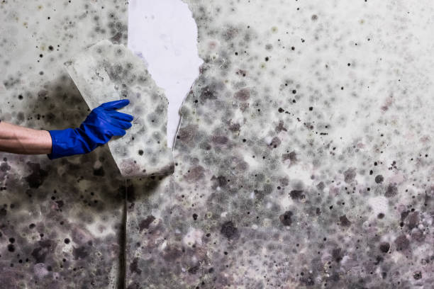 Best Mold Cleaning Services  in Douglas, GA