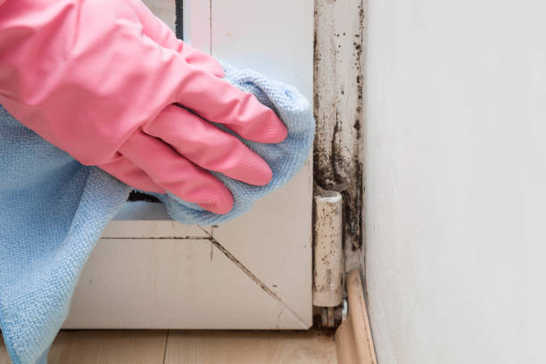 Best Black Mold Removal  in Douglas, GA